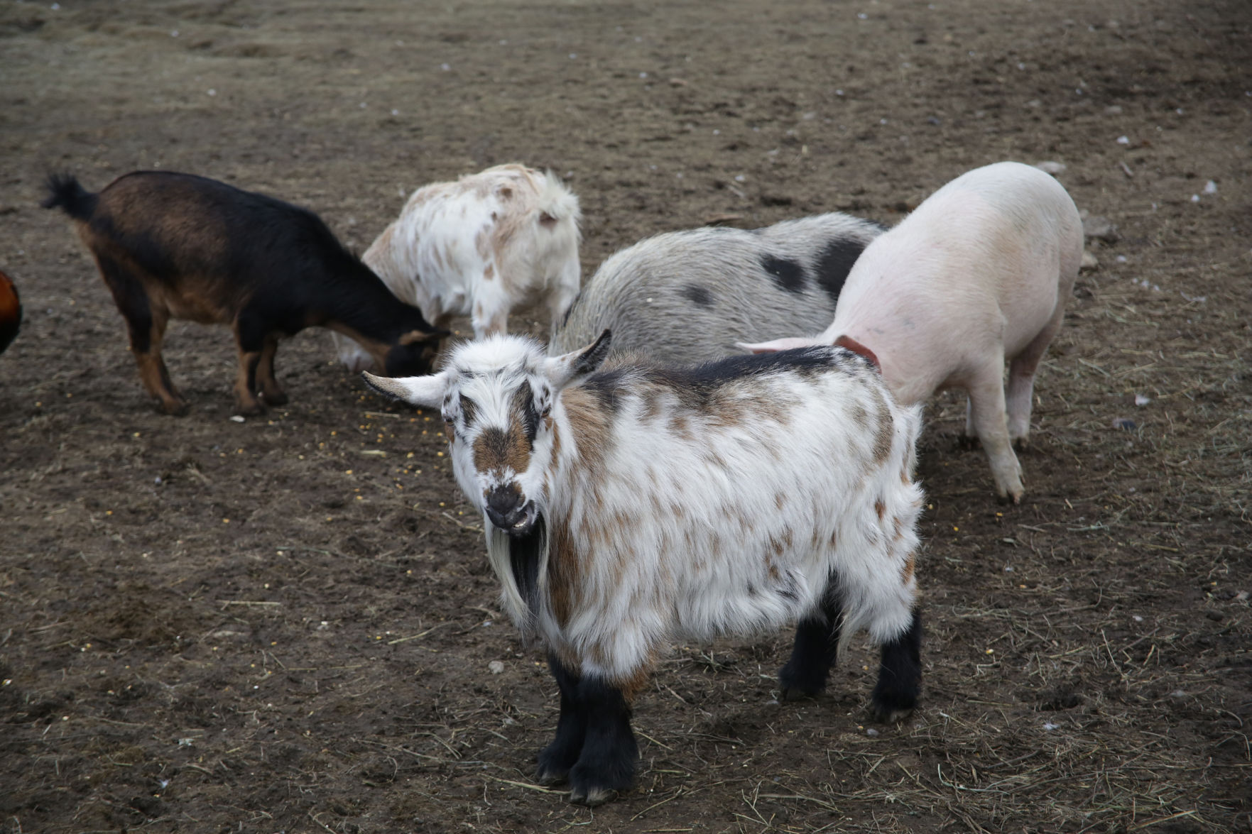 Erin's Farm animal sanctuary